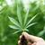 cannabis.jpg